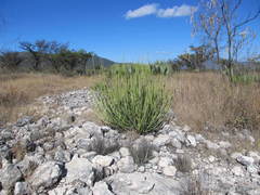 Euphorbia rossiana