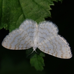 Asthena albulata