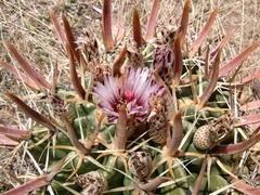 Ferocactus recurvus