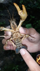 Cambarus coosae