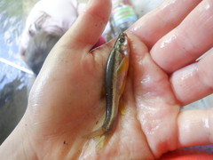 Chrosomus erythrogaster