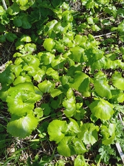 Parasenecio kamtschaticus