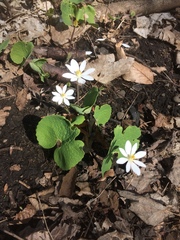 Sanguinaria canadensis