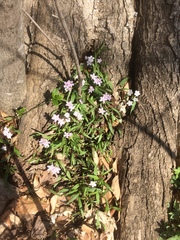 Claytonia virginica