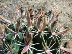 Ferocactus recurvus