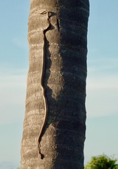 Lycodryas cococola cococola