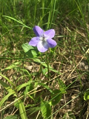 Viola