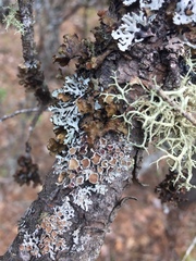 Imshaugia placorodia