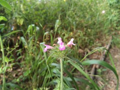 Betonica officinalis