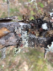 Imshaugia placorodia