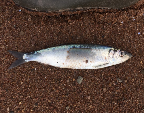 Atlantic Herring