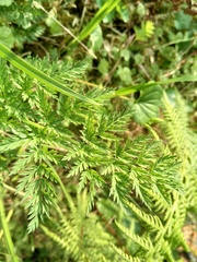 Torilis nodosa