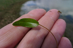 Potamogeton polygonifolius