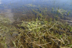 Potamogeton polygonifolius