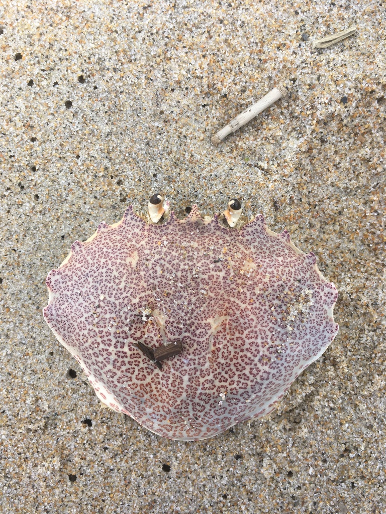 ocellate lady crab
