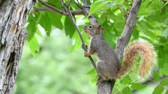 Sciurus niger limitis