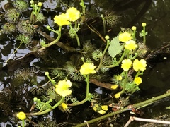 Ranunculus flabellaris