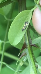 Chrysoesthia sexguttella