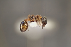 Temnothorax semiruber