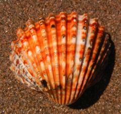 Acanthocardia echinata