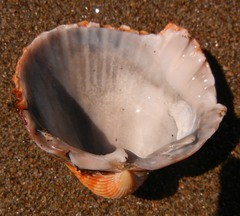 Acanthocardia echinata