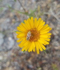 Calocoris roseomaculatus roseomaculatus