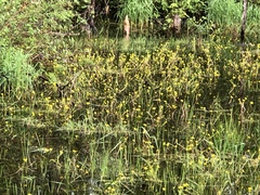 Ranunculus flabellaris