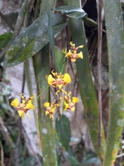 Oncidium orthotis