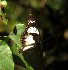 Pseudacraea lucretia