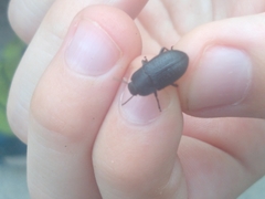 Asiopus minimus