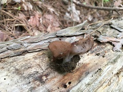 Gyromitra perlata