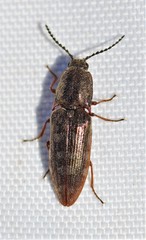Actenicerus cuprascens