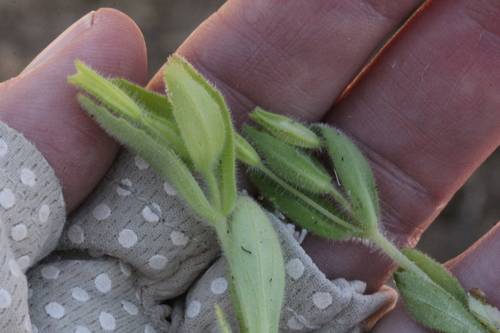 Image of Erythranthe parishii by (c) Millie Basden, some rights reserved (CC BY)