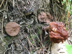 Gyromitra perlata