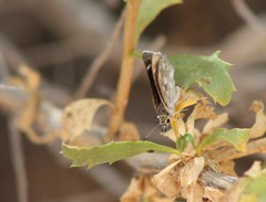Hesperopsis libya
