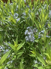 Amsonia jonesii