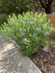 Amsonia jonesii
