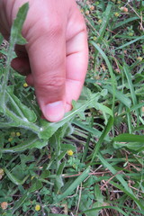 Centaurea polyacantha