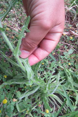 Centaurea polyacantha