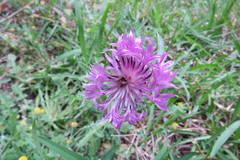 Centaurea polyacantha
