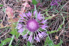 Centaurea polyacantha