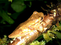 Dendropsophus carnifex