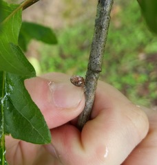 Parthenolecanium quercifex