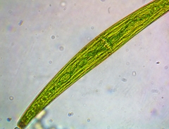 Closterium costatum