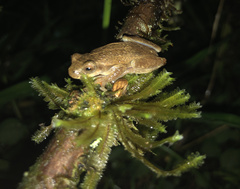 Dendropsophus carnifex