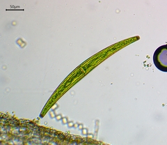 Closterium costatum