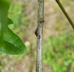 Parthenolecanium quercifex