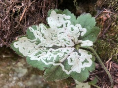 Phytomyza tiarellae