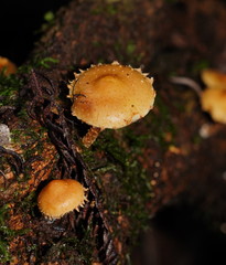 Pholiota squarrosipes