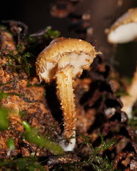 Pholiota squarrosipes